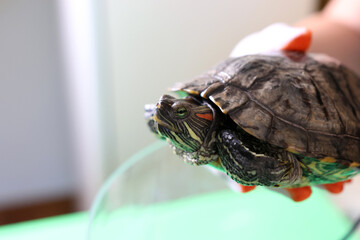 People care for and play with a pet red-eared turtle.