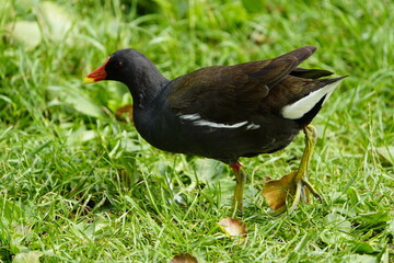 The common moorhen (Gallinula chloropus), also known as the waterhen or swamp chicken, is a bird...