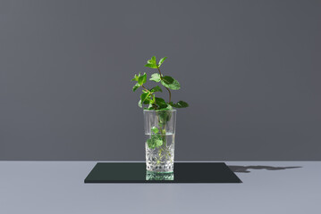 Menta aromática fresca en un vaso con agua sobre fondo gris oscuro	