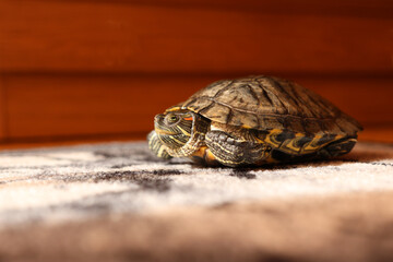 People care for and play with a pet red-eared turtle.