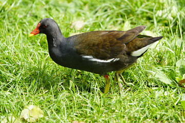 The common moorhen (Gallinula chloropus), also known as the waterhen or swamp chicken, is a bird...