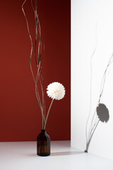 Flor de crisantemo blanca decorativa en un jarrón sobre fondo blanco y rojo