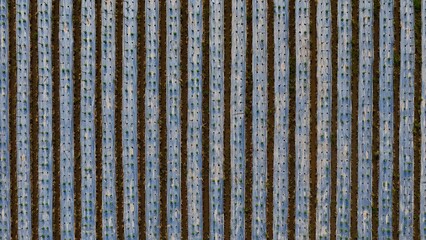 Abstract top-down aerial view of agricultural rows covered with plastic mulch, showcasing modern farming techniques for seedlings
