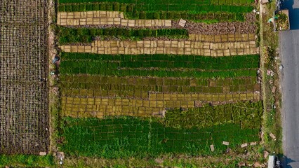 Top-down aerial view of meticulously arranged rice seedling trays, showcasing vibrant green and brown patterns in an agricultural field
