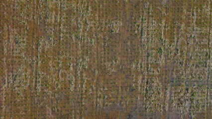 Minimalist top-down aerial view of freshly planted rice seedlings in a muddy paddy, creating a dotted green pattern on brown