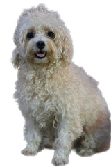 A fluffy cream colored dog stares at the camera, perfect for pet related designs, animal lovers, or pet grooming businesses looking for a captivating visual.