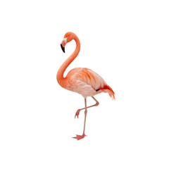 Fototapeta premium Elegant Flamingo Standing on One Leg Against a Transparent Background
