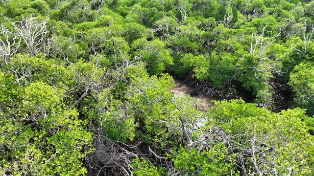 An extensive mangrove forest on a small island near Adonara is home to a vast Sunda flying fox colony, Acerodon mackloti. This tropical region in the Lesser Sunda Islands harbors high biodiversity.