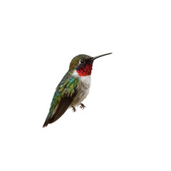 Fototapeta premium Vibrant Male Ruby-throated Hummingbird Isolated on Black