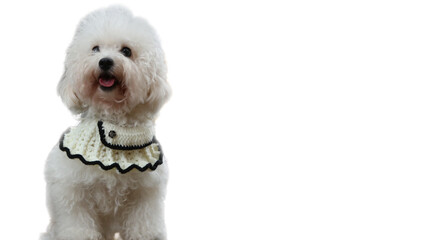A fluffy white bichon frise with a knitted collar, perfect for pet grooming, animal fashion blogs, or cute dog themed designs.