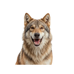 Happy Wolf Portrait Majestic Canine with Open Mouth Smile Against Transparent Background