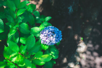 二色の紫陽花,Two-colored hydrangea