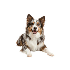 Fototapeta premium Happy Australian Shepherd Dog Lying Down, Studio Shot