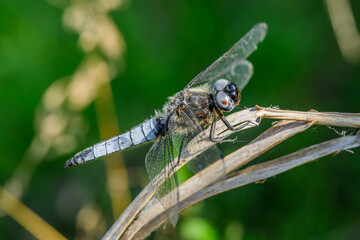 Keeled Skimmer (Orthetrum coerulescens) on a branch