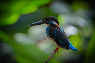blue-banded kingfisher (Alcedo peninsulae)