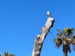 A solitary seagull perches atop a weathered dead tree in La Jolla, California, a poignant image of...