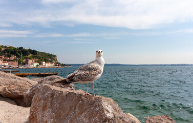 Serene coastal scene featuring a solitary seagull perched gracefully on a rugged rock in the...