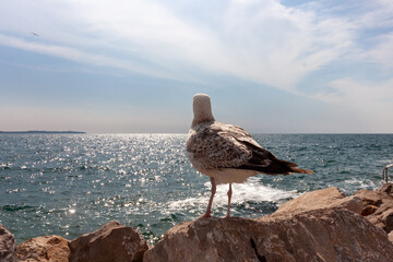 Serene coastal scene featuring a solitary seagull perched gracefully on a rugged rock in the foreground, with the sparkling blue waters of the Adriatic Sea stretching out to the horizon
