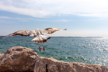 Dynamic shot capturing a seagull in mid-flight, taking off or landing, with its wings majestically...