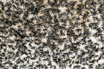 Massive cluster of houseflies on a flat surface, showing an infestation or unhygienic condition....
