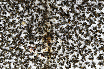 Massive cluster of houseflies on a flat surface, showing an infestation or unhygienic condition....