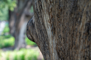Close-up of a tree trunk, natural textures