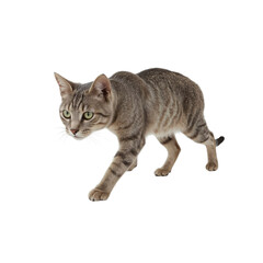 Alert Grey Tabby Cat Stalking on White Background