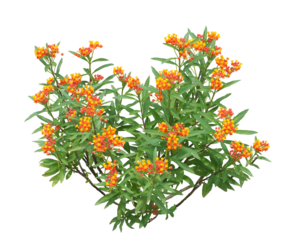 アスクレピアス　6月撮影