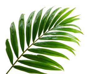 Single palm frond with vibrant green leaves arranged in a graceful feather like pattern on transparent or  white background. 