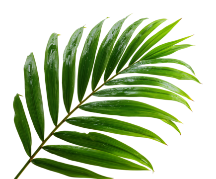 Single palm frond with vibrant green leaves arranged in a graceful feather like pattern on transparent or  white background. 