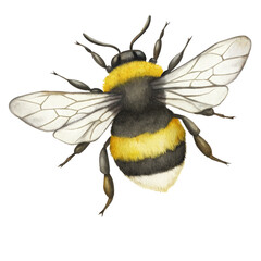 Watercolor bumblebee illustration on transparent background.