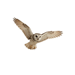 Obraz premium Majestic Southern White-faced Owl in Flight against Transparent Background