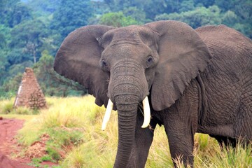 Elephant