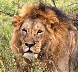 lion in the grass