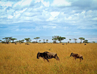 herd of wildebeest in serengeti