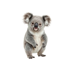 Fototapeta premium Adorable Koala Bear Cub Standing on White Background