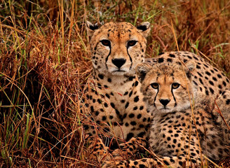 cheetah in the grass