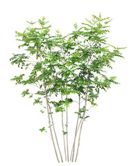 シマトネリコ　6月撮影