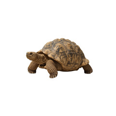 Naklejka premium Sulcata Tortoise Walking on Transparent Background
