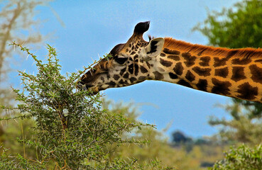 giraffe in the savannah