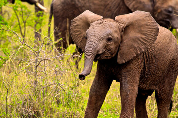 Obraz premium Elephant Calf
