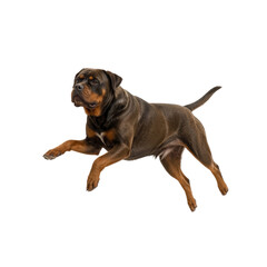 Majestic Rottweiler in Mid-Air Leap Dynamic Dog Breed Photography