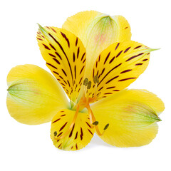 Isolated on white background Beautiful yellow Alstroemeria flower showcasing delicate petals
