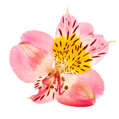 Isolated on white background Beautiful pink Alstroemeria flower showcasing delicate petals