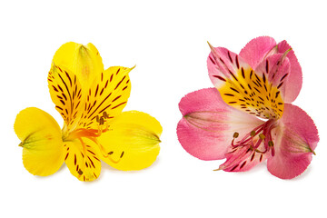Stunning Alstroemeria blooms in vibrant yellow and pink showcasing unique patterns and delicate petals