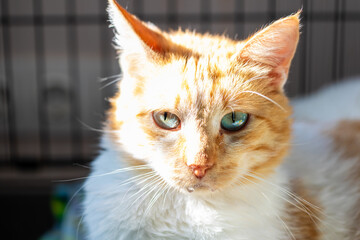 Close up of an orange and white cat with striking blue eyes
