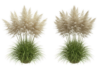 Two pampas grass plants with green base isolated on black