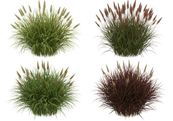 Obraz premium Four varieties of ornamental grass plants