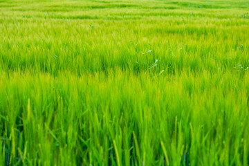 This is an extreme closeup view of a lush field of green grass