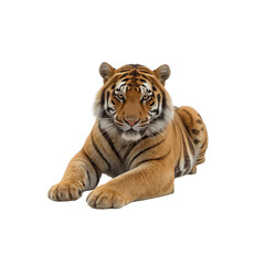 Fototapeta premium Majestic Bengal Tiger Lying Down, Intense Gaze, Isolated on Transparent Background